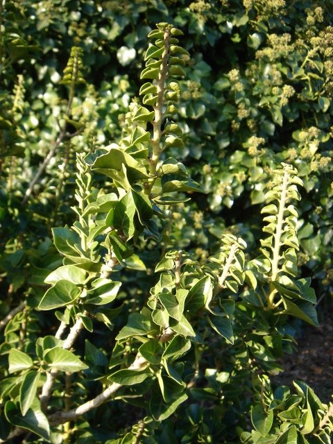 Hedera helix 'Conglomerata'